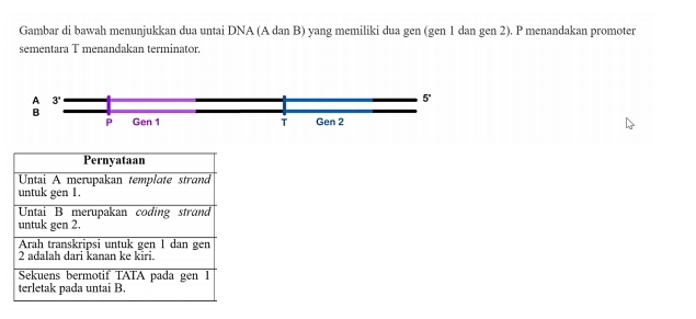 Gambar di bawah menunjukkan dua untai DNA (A dan B) yang memiliki dua gen (gen 1 dan gen 2). P menandakan promoter 
sementara T menandakan terminator. 
A 3'
5°
B 
P Gen 1 T Gen 2
Pernyataan 
Untai A merupakan template strand 
untuk gen 1. 
Untai B merupakan coding strand 
untuk gen 2. 
Arah transkripsi untuk gen 1 dan gen
2 adalah dari kanan ke kiri. 
Sekuens bermotif TATA pada gen 1
terletak pada untai B