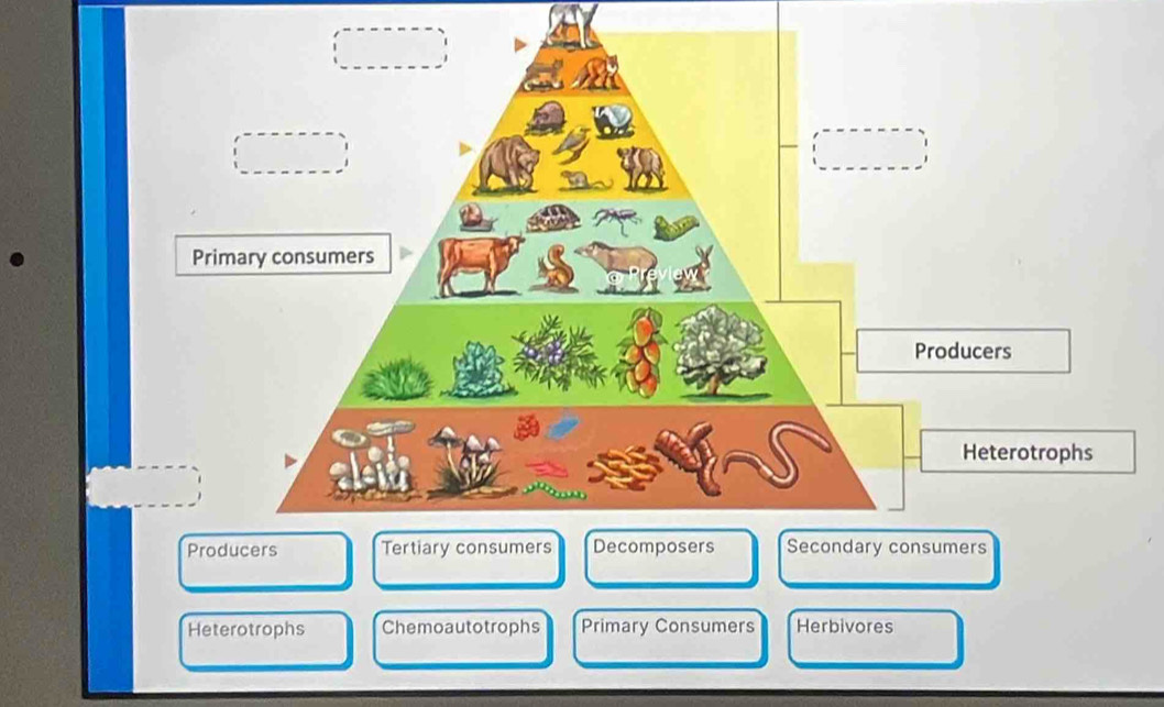 Heterotrophs Chemoautotrophs Primary Consumers Herbivores