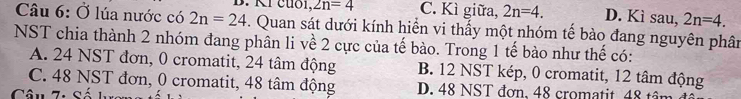 KIcuठl, 2n=4 C. Kì giữa, 2n=4. D. Kì sau, 2n=4. 
Câu 6: Ở lúa nước có 2n=24. Quan sát dưới kính hiển vi thấy một nhóm tế bào đang nguyên phân
NST chia thành 2 nhóm đang phân li về 2 cực của tế bào. Trong 1 tế bào như thế có:
A. 24 NST đơn, 0 cromatit, 24 tâm động B. 12 NST kép, 0 cromatit, 12 tâm động
C. 48 NST đơn, 0 cromatit, 48 tâm động D. 48 NST đơn, 48 cromatit 48 tâm
Câu 7: Số