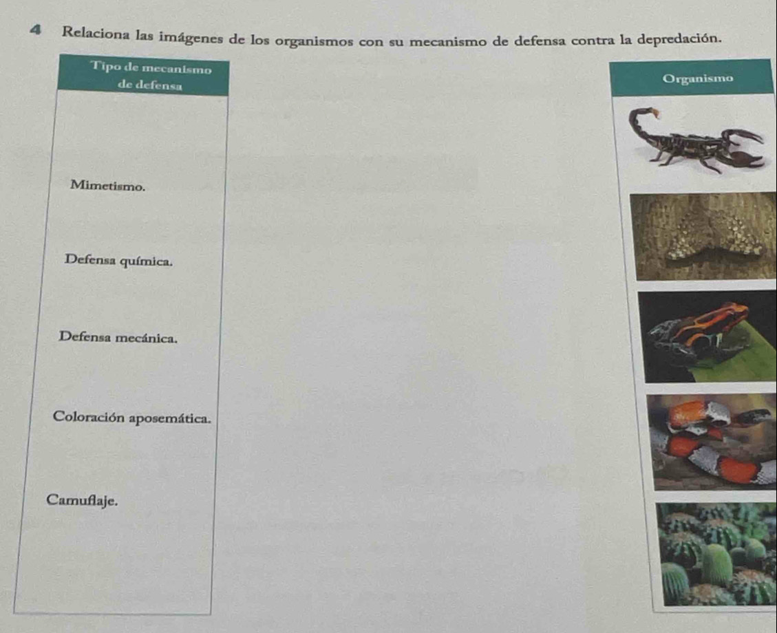 Relaciona las imágenes de los organismos con su mecanismo de defensa contra la depredación,
Tipo de mecanismo
de defensa
Mimetismo.
Defensa química.
Defensa mecánica.
Coloración aposemática.
Camuflaje.