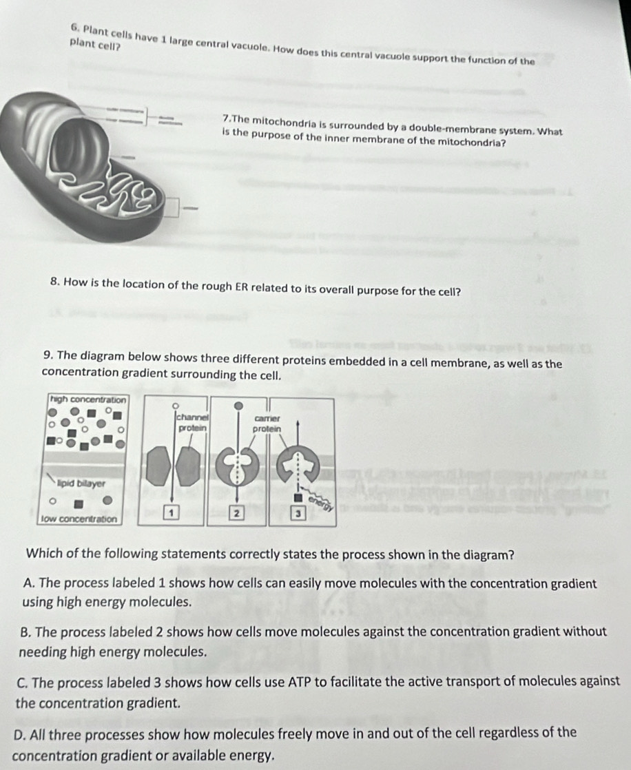 plant cell?
6. Plant cells have 1 large central vacuole. How does this central vacuole support the function of the
.The mitochondria is surrounded by a double-membrane system. What
s the purpose of the inner membrane of the mitochondria?
8. How is the location of the rough ER related to its overall purpose for the cell?
9. The diagram below shows three different proteins embedded in a cell membrane, as well as the
concentration gradient surrounding the cell.
Which of the following statements correctly states the process shown in the diagram?
A. The process labeled 1 shows how cells can easily move molecules with the concentration gradient
using high energy molecules.
B. The process labeled 2 shows how cells move molecules against the concentration gradient without
needing high energy molecules.
C. The process labeled 3 shows how cells use ATP to facilitate the active transport of molecules against
the concentration gradient.
D. All three processes show how molecules freely move in and out of the cell regardless of the
concentration gradient or available energy.