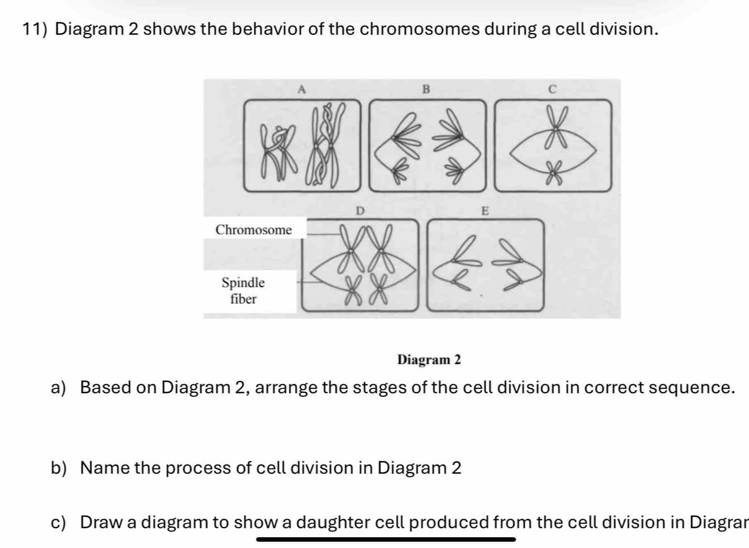 Diagram 2 shows the behavior of the chromosomes during a cell division. 
A 
B 
C 
D 
E 
Chromosome 
Spindle 
fiber 
Diagram 2 
a) Based on Diagram 2, arrange the stages of the cell division in correct sequence. 
b) Name the process of cell division in Diagram 2 
c) Draw a diagram to show a daughter cell produced from the cell division in Diagrar