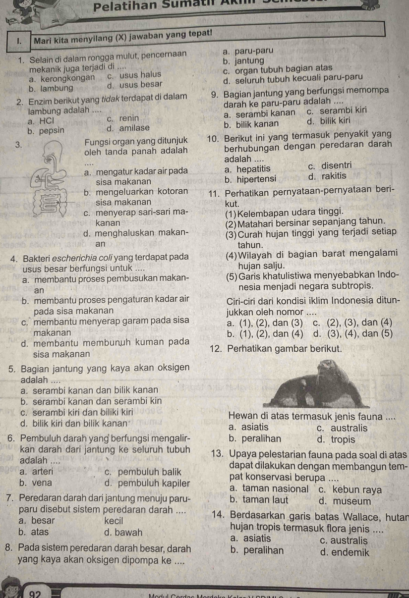 Pelatihan Suma  h  Ak
1. Mari kita menyilang (X) jawaban yang tepat!
1. Selain di dalam rongga mulut, pencernaan a. paru-paru
mekanik juga terjadi di .... b. jantung
a. kerongkongan c. usus halus c. organ tubuh bagian atas
b. lambung d. usus besar d. seluruh tubuh kecuali paru-paru
2. Enzim berikut yang tidak terdapat di dalam 9. Bagian jantung yang berfungsi memompa
lambung adalah .... darah ke paru-paru adalah ....
a. HCl c. renin a. serambi kanan c. serambi kiri
b. pepsin d. amilase b. bilik kanan d. bilik kiri
3. Fungsi organ yang ditunjuk 10. Berikut ini yang termasuk penyakit yang
oleh tanda panah adalah berhubungan dengan peredaran darah
adalah ....
a. mengatur kadar air pada a. hepatitis c. disentri
sisa makanan b. hipertensi d. rakitis
b. mengeluarkan kotoran 11. Perhatikan pernyataan-pernyataan beri-
sisa makanan kut.
c. menyerap sari-sari ma- (1)Kelembapan udara tinggi.
kanan
(2)Matahari bersinar sepanjang tahun.
d. menghaluskan makan- (3)Curah hujan tinggi yang terjadi setiap
an tahun.
4. Bakteri escherichia coli yang terdapat pada (4)Wilayah di bagian barat mengalami
usus besar berfungsi untuk .... hujan salju.
a. membantu proses pembusukan makan- (5)Garis khatulistiwa menyebabkan Indo-
an nesia menjadi negara subtropis.
b. membantu proses pengaturan kadar air Ciri-ciri dari kondisi iklim Indonesia ditun-
pada sisa makanan jukkan oleh nomor
c. membantu menyerap garam pada sisa a. (1), (2), dan (3) c. (2), (3), dan (4)
makanan
d. membantu membunuh kuman pada b. (1), (2), dan (4) d. (3), (4), dan (5)
sisa makanan
12. Perhatikan gambar berikut.
5. Bagian jantung yang kaya akan oksigen
adalah ..
a. serambi kanan dan bilik kanan
b. serambi kanan dan serambi kin
c. serambi kiri dan biliki kiri Hewan di atas termasuk jenis fauna ....
d. bilik kiri dan bilik kanan a. asiatis c. australis
6. Pembuluh darah yang berfungsi mengalir- b. peralihan d. tropis
kan darah dari jantung ke seluruh tubuh 13. Upaya pelestarian fauna pada soal di atas
adalah ....
a. arteri c. pembuluh balik dapat dilakukan dengan membangun tem-
b. vena d. pembuluh kapiler pat konservasi berupa ....
a. taman nasional c. kebun raya
7. Peredaran darah dari jantung menuju paru- b. taman laut d. museum
paru disebut sistem peredaran darah .... 14. Berdasarkan garis batas Wallace, hutan
a. besar kecil hujan tropis termasuk flora jenis ....
b. atas d. bawah a. asiatis c. australis
8. Pada sistem peredaran darah besar, darah b. peralihan d. endemik
yang kaya akan oksigen dipompa ke ....
92