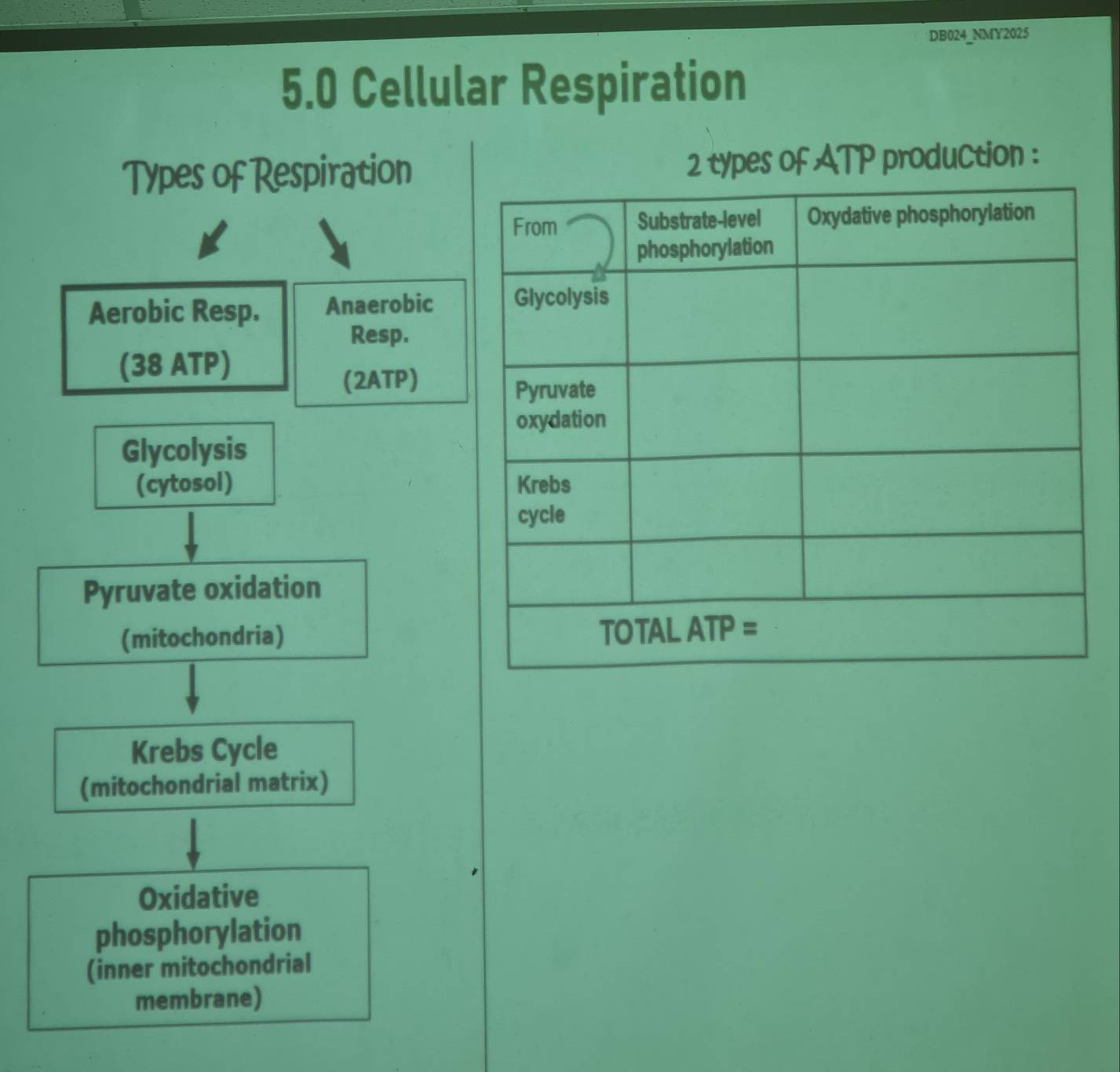 DB024_NMY2025 
5.0 Cellular Respiration 
Types of Respiration2 types of ATP production : 
Aerobic Resp. Anaerobic 
Resp. 
(38 ATP) 
(2ATP) 
Glycolysis 
(cytosol) 
Pyruvate oxidation 
(mitochondria) 
Krebs Cycle 
(mitochondrial matrix) 
Oxidative 
phosphorylation 
(inner mitochondrial 
membrane)