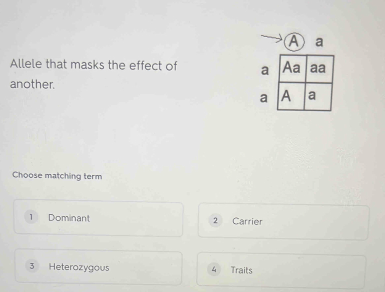 ④ a
Allele that masks the effect of Aa aa
a
another.
a A a
Choose matching term
1 Dominant 2 *£Carrier
3 Heterozygous 4 Traits