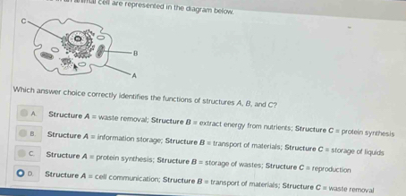 nal cell are represented in the diagram below .
Which answer choice correctly identifies the functions of structures A. B, and C?
A. Structure A= waste removal; Structure B= extract energy from nutrients; Structure C= protein synthesis
B. Structure A= information storage; Structure B= transport of materials; Structure C= storage of liquids
C. Structure A= protein synthesis; Structure B= storage of wastes; Structure c= reproduction
D. Structure A= cell communication; Structure B= transport of materials; Structure C= waste removal