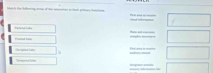 Match the following areas of the neocortex to their primary functions.
First area to receive
visual information
Parietal lobe Plans and executes
Frontal lobe complex movement
Occipital lobe First area to receive
auditory stimuli
Temporal lobe
Integrates somatic
sensory information like