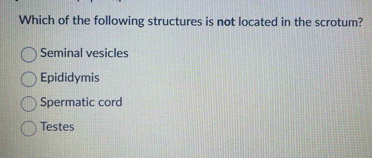 Which of the following structures is not located in the scrotum?
Seminal vesicles
Epididymis
Spermatic cord
Testes