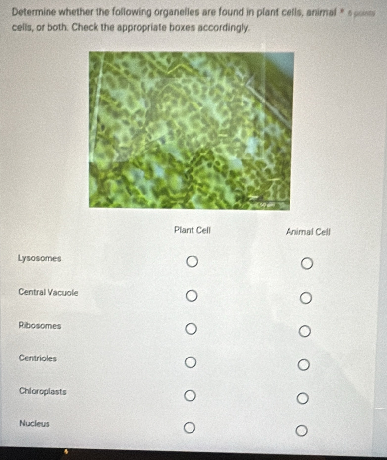 Determine whether the following organelles are found in plant cells, animal* s poist 
cells, or both. Check the appropriate boxes accordingly. 
Plant Cell Animal Cell 
Lysosomes 
Central Vacuole 
Ribosomes 
Centrioles 
Chioroplasts 
Nucleus