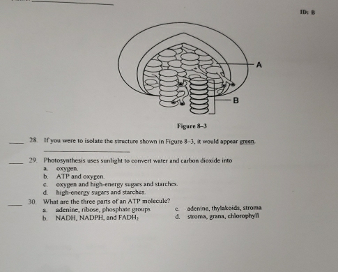 ID: B
_28. If you were to isolate the structure shown in Figure 8-3, it would appear green
_
_
29. Photosynthesis uses sunlight to convert water and carbon dioxide into
a. oxygen.
b. ATP and oxygen.
c. oxygen and high-energy sugars and starches
d. high-energy sugars and starches
_
30. What are the three parts of an ATP molecule?
a. adenine, ribose, phosphate groups c. adenine, thylakoids, stroma
h NADH. NADPH, and FADH_2 d. stroma, grana, chiorophyll