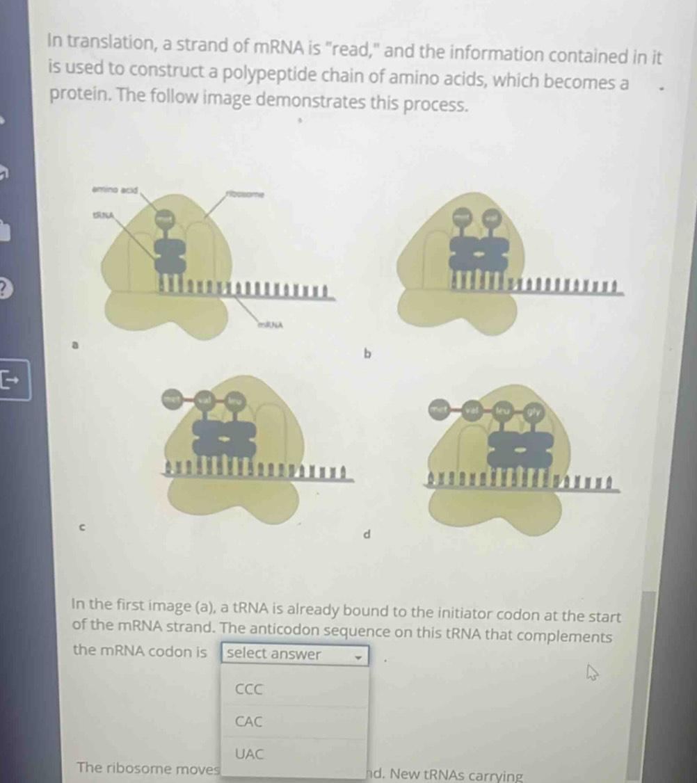 In translation, a strand of mRNA is "read," and the information contained in it
is used to construct a polypeptide chain of amino acids, which becomes a
protein. The follow image demonstrates this process.
c
d
In the first image (a), a tRNA is already bound to the initiator codon at the start
of the mRNA strand. The anticodon sequence on this tRNA that complements
the mRNA codon is select answer
CCC
CAC
UAC
The ribosome moves d. New tRNAs carrying