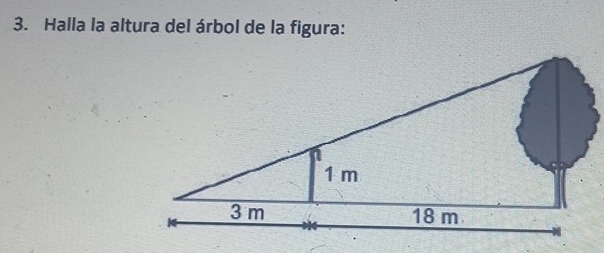 Halla la altura del árbol de la figura: