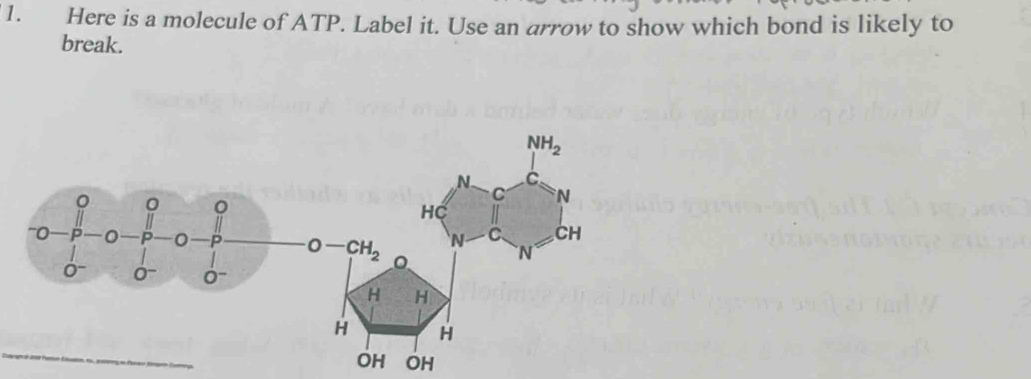 Solved: Here is a molecule of ATP. Label it. Use an arrow to show which ...