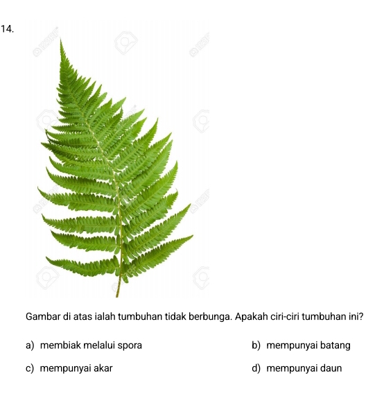 Gambar di atas ialah tumbuhan tidak berbunga. Apakah ciri-ciri tumbuhan ini?
a) membiak melalui spora b) mempunyai batang
c) mempunyai akar d) mempunyai daun