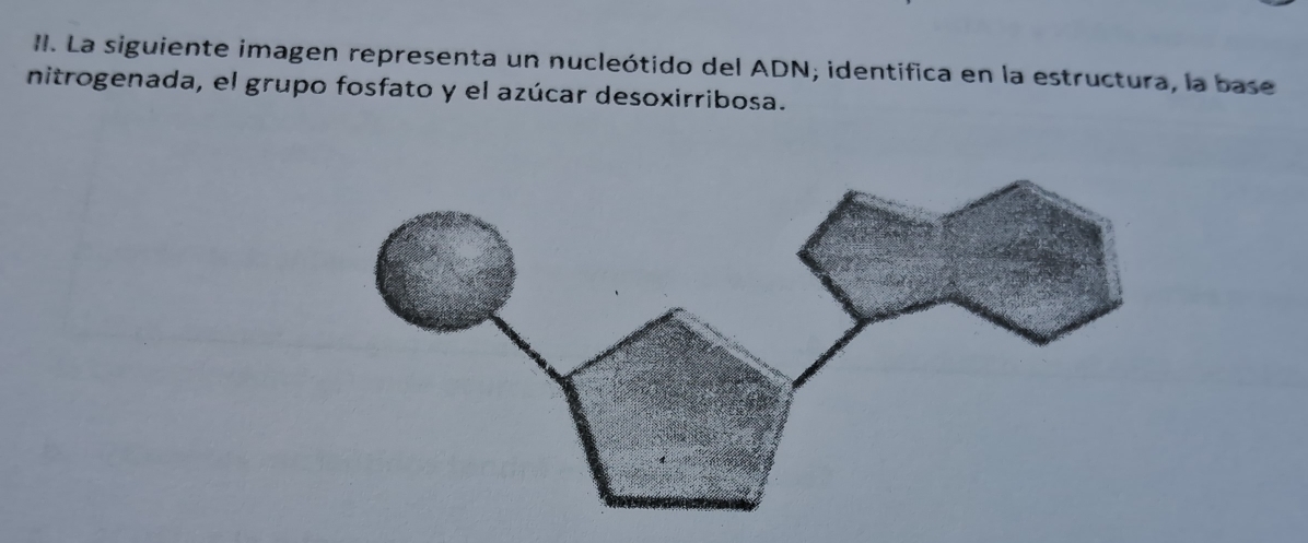 La siguiente imagen representa un nucleótido del ADN; identifica en la estructura, la base 
nitrogenada, el grupo fosfato y el azúcar desoxirribosa.