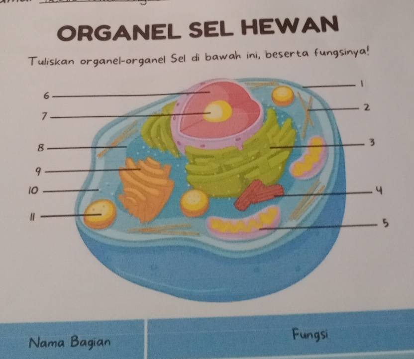 ORGANEL SEL HEWAN 
Tuliskan organel-organel Sel di bawah ini, beserta fungsinya! 
Nama Bagian 
Fungsi