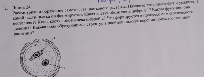 Ляния 24. 
Paссмoτрητе мзобраκене гamеτοфιτa lbеtκоbοгo расtemer. Назоbητе эτου гaмετοфητ η уκаκντς, 8
какой часτη цвеτκа он формнруетея. Каκая κлеτκа οδсιначена ιεррοй Τ? Какуюо функиаво она 
bаσοлняeτ? Каκая κлеτκа οбозначена цεφροй 2? Чτο фοрмιsруеτer α прοlscce ee mistοτνηесκοго 
paстений? лелення? Какова роль обраιуюομиехея струκτур вдвояном оплозотворенвя покрытосеменньк