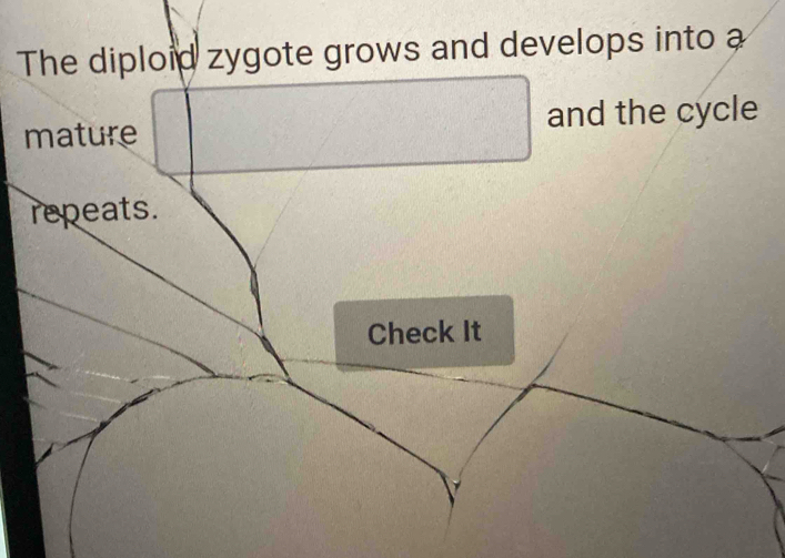 The diploid zygote grows and develops into a 
mature and the cycle 
repeats. 
Check It