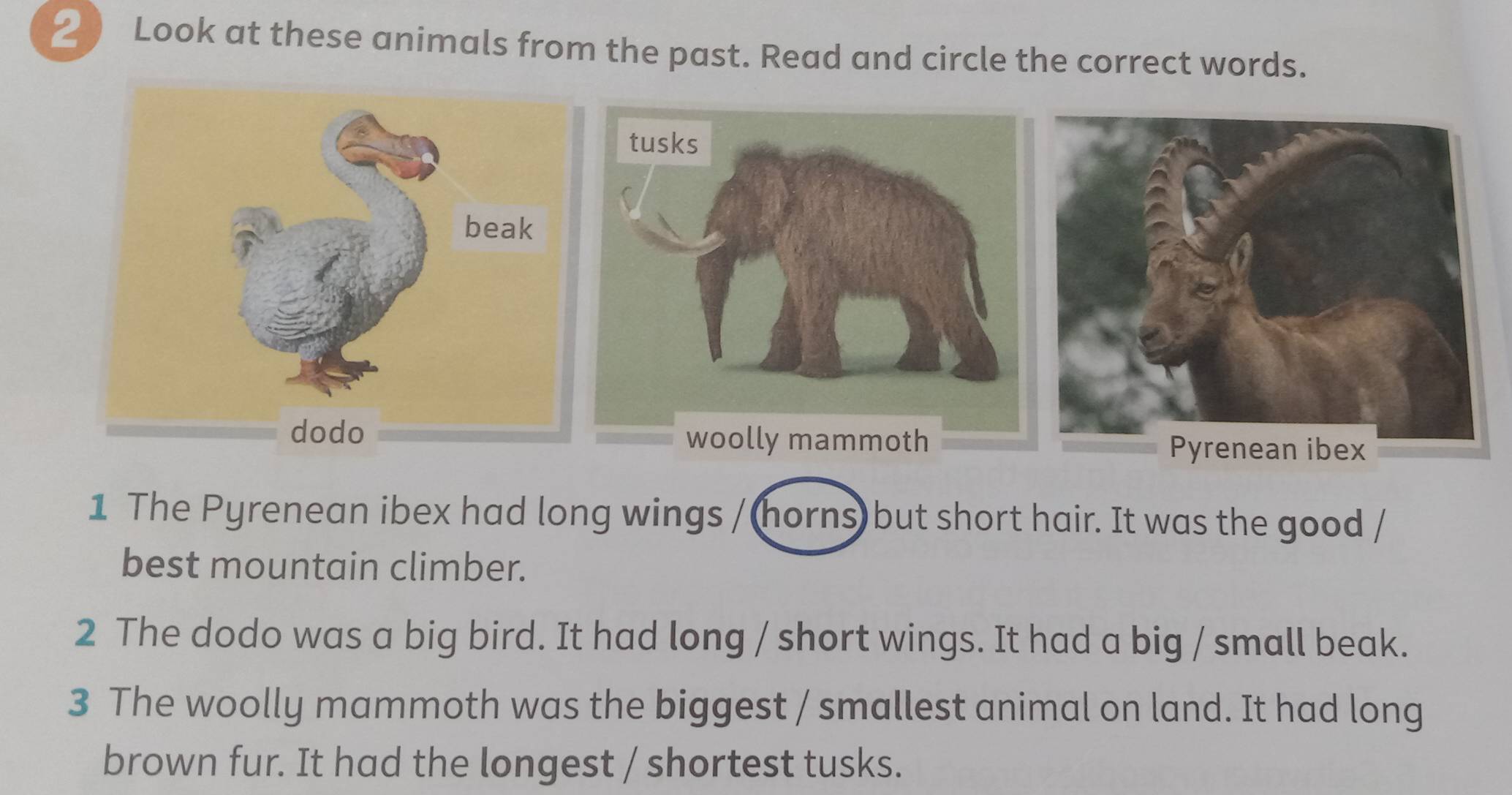 ② ) Look at these animals from the past. Read and circle the correct words. 
1 The Pyrenean ibex had long wings / (horns) but short hair. It was the good / 
best mountain climber. 
2 The dodo was a big bird. It had long / short wings. It had a big / small beak. 
3 The woolly mammoth was the biggest / smallest animal on land. It had long 
brown fur. It had the longest / shortest tusks.