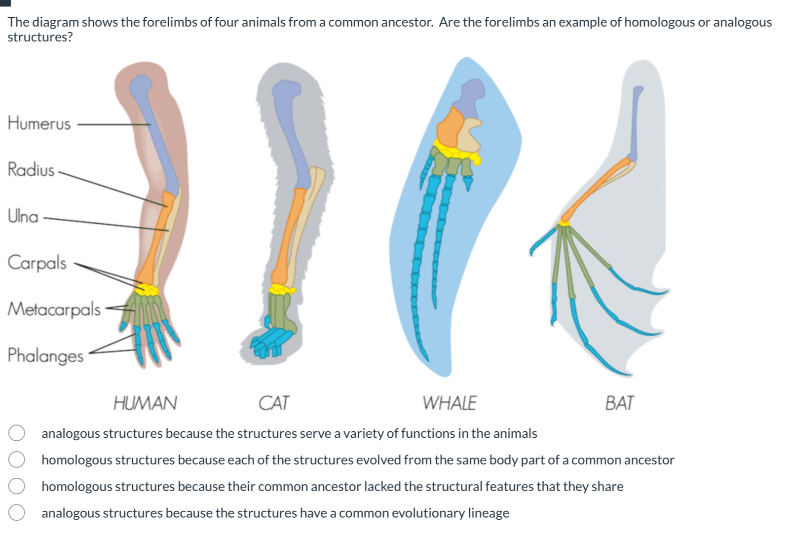 Solved: The diagram shows the forelimbs of four animals from a common ...