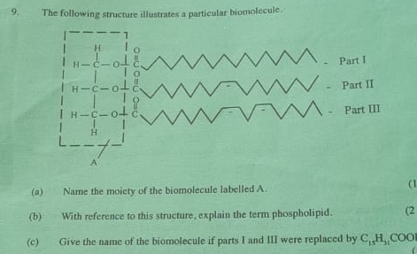 The following structure illustrates a particular biomolecule.
(a) Name the moicty of the biomolecule labelled A (1
(b) With reference to this structure, explain the term phospholipid. (2
(c) Give the name of the biomolecule if parts I and III were replaced by C_15H_31COO