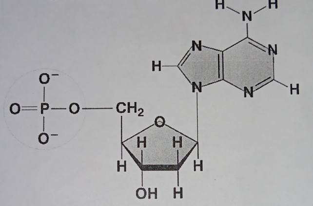 O=rho -0-