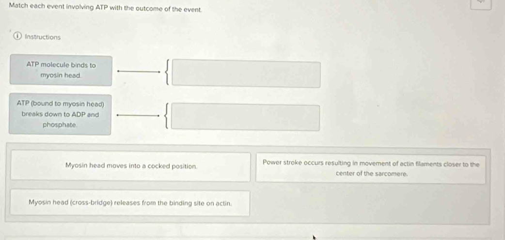 Match each event involving ATP with the outcome of the event 
Instructions 
ATP molecule binds to 
myosin head.
ATP (bound to myosin head) 
breaks down to ADP and 
phosphate. 
Power stroke occurs resulting in movement of actin filaments closer to the 
Myosin head moves into a cocked position. 
center of the sarcomere. 
Myosin head (cross-bridge) releases from the binding site on actin.