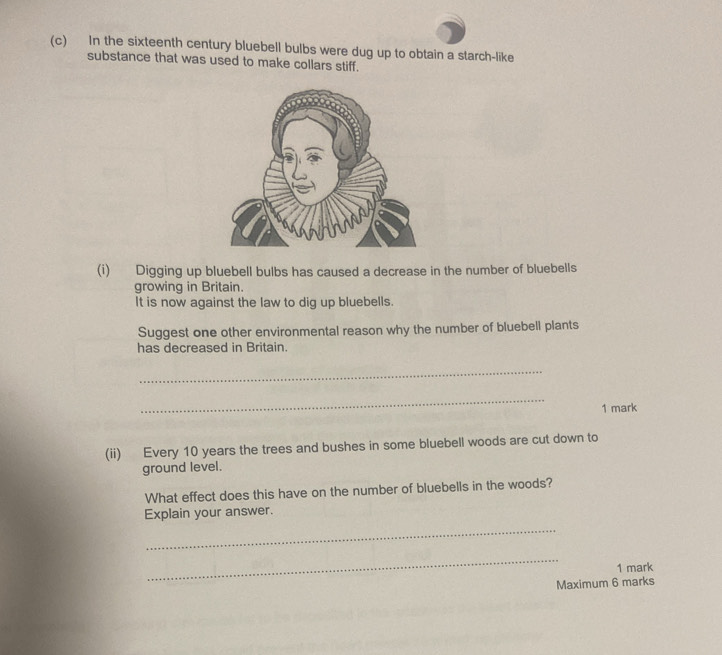 In the sixteenth century bluebell bulbs were dug up to obtain a starch-like 
substance that was used to make collars stiff. 
(i) Digging up bluebell bulbs has caused a decrease in the number of bluebells 
growing in Britain. 
It is now against the law to dig up bluebells. 
Suggest one other environmental reason why the number of bluebell plants 
has decreased in Britain. 
_ 
_ 
1 mark 
(ii) Every 10 years the trees and bushes in some bluebell woods are cut down to 
ground level. 
What effect does this have on the number of bluebells in the woods? 
Explain your answer. 
_ 
_ 
1 mark 
Maximum 6 marks