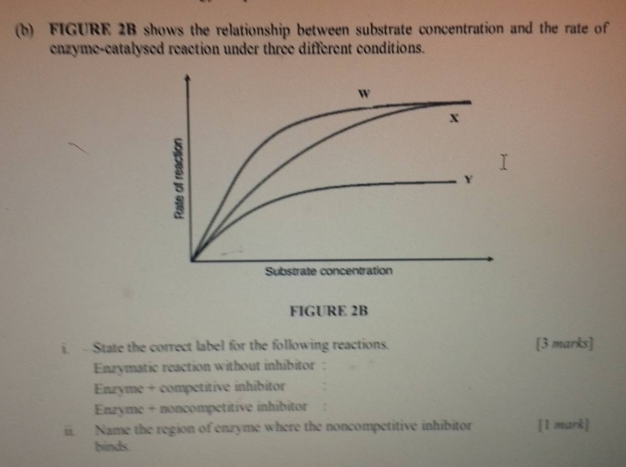 FIGURE 2B shows the relationship between substrate concentration and the rate of 
enzyme-catalysed reaction under three different conditions. 
FIGURE 2B 
i. - State the correct label for the following reactions. [3 marks] 
Enzymatic reaction without inhibitor : 
Enzyme + competitive inhibitor 
Enzyme + noncompetitive inhibitor ! 
i. Name the region of enzyme where the noncompetitive inhibitor [1 mark] 
binds.