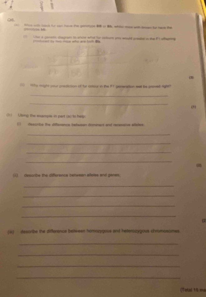 Mice with black fur can have the genolype BB or Bb, whilss mice with brown fur have the 
genotypa bb 
(1) Use a genetic diagram to show what fur colours you would pradict in the F1 offegring 
prodused by two mice who are both Bb. 
(3) 
) Why might your prediction of fur colour in the F1 generation not be proved right? 
_ 
_ 
(1) 
(b) Using the example in part (a) to help: 
(i) describe the difference between dominant and recessive alleles. 
_ 
_ 
_ 
_ 
(2) 
(ii) describe the difference between alleles and genes; 
_ 
_ 
_ 
_ 
(2 
(iii) describe the difference between homozygous and heterozygous chromosomes. 
_ 
_ 
_ 
_ 
(Total 10 ma