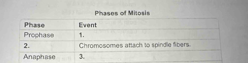 Phases of Mitosis