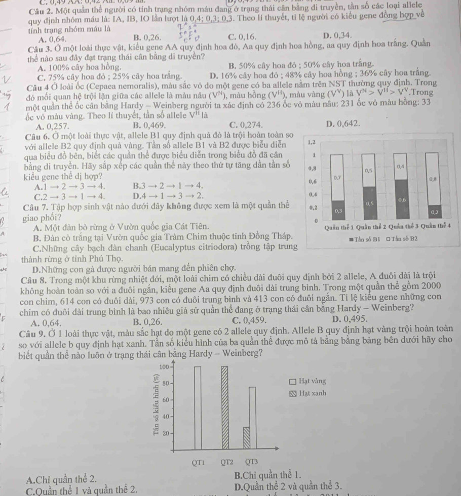 0,49 XA:0,42 A1.
Câu 2. Một quần thể người có tính trạng nhóm máu đang ở trạng thái cân bằng di truyền, tần số các loại allele
quy định nhóm máu là: IA, IB, IO lần lượt là 0,4; 0 3:0.3. Theo lí thuyết, tỉ lệ người có kiểu gene đồng hợp về
tính trạng nhóm máu là
A. 0,64. B. 0,26. C. 0,16. D. 0,34.
Câu 3. Ở một loài thực vật, kiểu gene AA quy định hoa đỏ, Aa quy định hoa hồng, aa quy định hoa trắng. Quần
thể nào sau đây đạt trạng thái cân bằng di truyền?
A. 100% cây hoa hồng. B. 50% cây hoa đỏ ; 50% cây hoa trắng.
C. 75% cây hoa đỏ ; 25% cây hoa trắng. D. 16% cây hoa đỏ ; 48% cây hoa hồng ; 36% cây hoa trắng.
Câu 4 Ở loài ốc (Cepaea nemoralis), màu sắc vỏ do một gene có ba allele nằm trên NST thường quy định. Trong
đó mối quan hệ trội lặn giữa các allele là màu nâu (VN), màu hồng (V^H ), màu vàng (VY) là V^N>V^H>V^V.Trong
một quần thể ốc cân bằng Hardy - Weinberg người ta xác định có 236 ốc vỏ màu nâu: 231 ốc vỏ màu hồng: 33
ốc vỏ màu vàng. Theo lí thuyết, tần số allele V'' là
A. 0,257. B. 0,469. C. 0,274. 
Câu 6. Ở một loài thực vật, allele B1 quy định quả đỏ là trội hoàn toàn so
với allele B2 quy định quả vàng. Tần số allele B1 và B2 được biểu diễn
qua biểu đồ bên, biết các quần thể được biểu diễn trong biểu đồ đã cân
bằng di truyền. Hãy sắp xếp các quần thể này theo thứ tự tăng dần tần số
kiểu gene thể dị hợp?
A.1 → 2 → 3 → 4. B.3 → 2 → 1 → 4.
C.2 → 3 → 1 → 4. D.4 → 1 → 3 → 2. 
Câu 7. Tập hợp sinh vật nào dưới đây không được xem là một quần thể 
giao phối?
A. Một đàn bò rừng ở Vườn quốc gia Cát Tiên. 
4 B. Đàn cò trắng tại Vườn quốc gia Tràm Chim thuộc tỉnh Đồng Tháp.
C.Những cây bạch đàn chanh (Eucalyptus citriodora) trồng tập trung
thành rừng ở tỉnh Phú Thọ.
D.Những con gà được người bán mang đến phiên chợ.
Câu 8. Trong một khu rừng nhiệt đới, một loài chim có chiều dài đuôi quy định bởi 2 allele, A đuôi dài là trội
không hoàn toàn so với a đuôi ngắn, kiểu gene Aa quy định đuôi dài trung bình. Trong một quần thể gồm 2000
con chim, 614 con có đuôi dài, 973 con có đuôi trung bình và 413 con có đuôi ngắn. Ti lệ kiểu gene những con
chim có đuôi dài trung bình là bao nhiêu giả sử quần thể đang ở trạng thái cân bằng Hardy - Weinberg?
A. 0,64. B. 0,26. C. 0,459. D. 0,495.
Câu 9. Ở 1 loài thực vật, màu sắc hạt do một gene có 2 allele quy định. Allele B quy định hạt vàng trội hoàn toàn
2 so với allele b quy định hạt xanh. Tần số kiểu hình của ba quần thể được mô tả bằng bằng bảng bên dưới hãy cho
biết quần thể nào luôn ở trạng thái cân bằng Hardy - Weinberg?
A.Chỉ quần thể 2. B.Chỉ quần thể 1.
C.Quần thể 1 và quần thể 2. D.Quần thể 2 và quần thể 3.