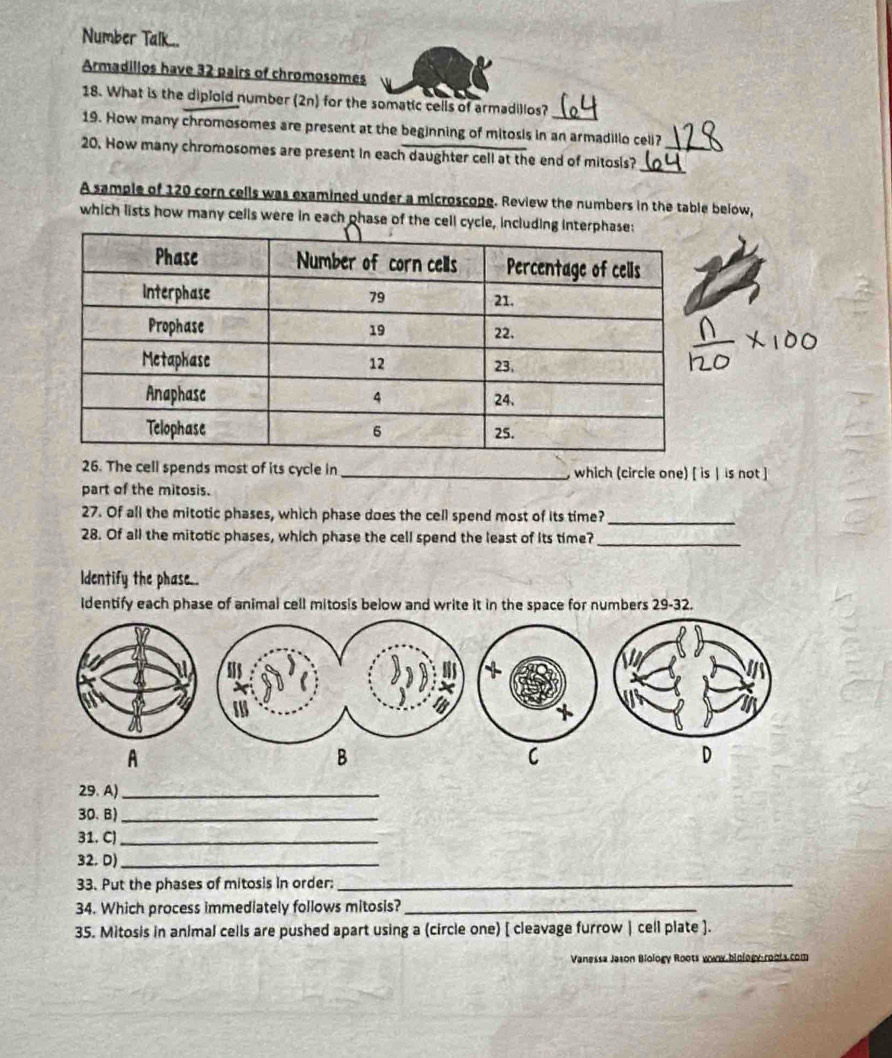 Number Talk... 
Armadillos have 32 pairs of chromosomes 
18. What is the diploid number (2n) for the somatic cells of armadillos? 
19. How many chromosomes are present at the beginning of mitosis in an armadillo cell? 
_ 
20. How many chromosomes are present in each daughter cell at the end of mitosis?_ 
A sample of 120 corn cells was examined under a microscope. Review the numbers in the table below, 
which lists how many cells were in each phase of the cell cycle, includi 
26. The cell spends most of its cycle in _which (circle one) [ is | is not ] 
part of the mitosis. 
27. Of all the mitotic phases, which phase does the cell spend most of its time?_ 
28. Of all the mitotic phases, which phase the cell spend the least of its time?_ 
Identify the phase_. 
Identify each phase of animal cell mitosis below and write it in the space for numbers 29-32. 
A 
B 
C 
D 
29. A)_ 
30、B)_ 
31. C)_ 
32. D)_ 
33. Put the phases of mitosis in order:_ 
34. Which process immediately follows mitosis?_ 
35. Mitosis in animal cells are pushed apart using a (circle one) [ cleavage furrow | cell plate ]. 
Vanessa Jason Biology Roots vwy biology-roots.com