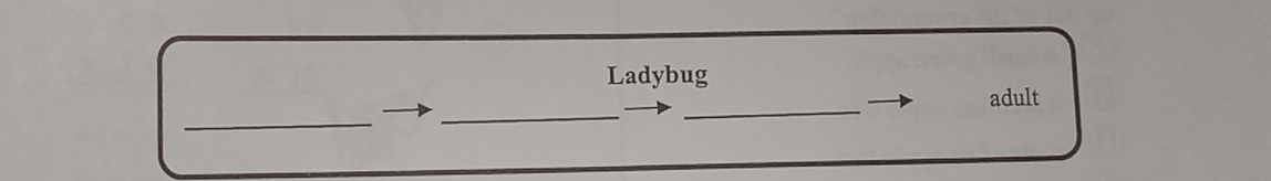 Ladybug 
_ 
_ 
_ 
adult