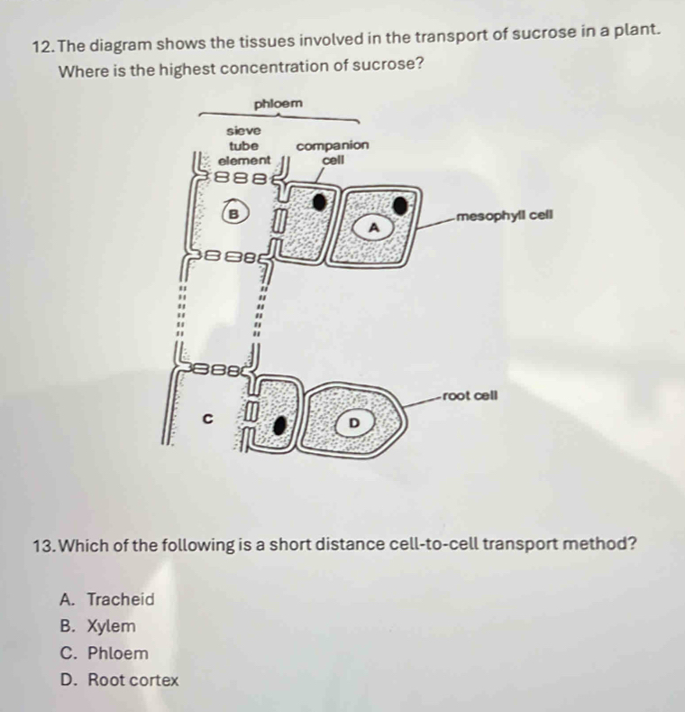 The diagram shows the tissues involved in the transport of sucrose in a plant.
Where is the highest concentration of sucrose?
13. Which of the following is a short distance cell-to-cell transport method?
A. Tracheid
B. Xylem
C. Phloem
D. Root cortex