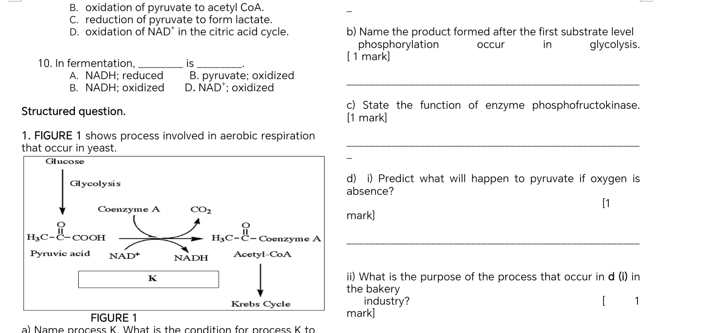 B. oxidation of pyruvate to acetyl CoA.
C. reduction of pyruvate to form lactate.
D. oxidation of NAD^+ * in the citric acid cycle. b) Name the product formed after the first substrate level
phosphorylation occur in glycolysis.
10. In fermentation, _is_
[ 1 mark]
A. NADH; reduced B. pyruvate; oxidized
B. NADH; oxidized D. NAD†; oxidized
_
c) State the function of enzyme phosphofructokinase.
Structured question. [1 mark]
1. FIGURE 1 shows process involved in aerobic respiration
_
) i) Predict what will happen to pyruvate if oxygen is
bsence?
[1
ark]
_
i) What is the purpose of the process that occur in d (i) in
he bakery
industry? 1
ark]
a) Name process K What is the condition for process K to