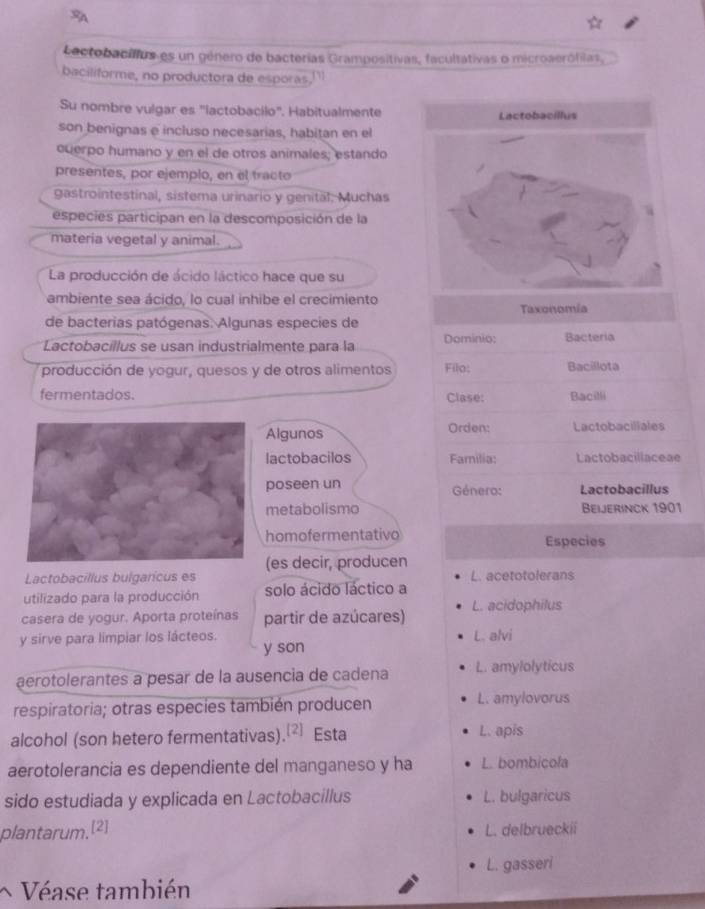 Lactobacillas es un género de bacterías Grampositivas, facultativas o microaerófilas,
baciliforme, no productora de esporas.
Su nombre vulgar es 'lactobacilo'. Habitualmente
son benignas e incluso necesarias, habitan en el
querpo humano y en el de otros animales; estando
presentes, por ejemplo, en el tracto
gastrointestinal, sistema urinario y genitäl. Muchas
especies participan en la descomposición de la
materia vegetal y animal.
La producción de ácido láctico hace que su
ambiente sea ácido, lo cual inhibe el crecimiento
de bacterias patógenas. Algunas especies de Taxonomía
Lactobacillus se usan industrialmente para la Dominio: Bacteria
producción de yogur, quesos y de otros alimentos Filo: Bacillota
fermentados. Clase: Bacilli
Algunos Orden: Lactobacillales
lactobacilos Familia: Lactobacillaceae
poseen un  Génera: Lactobacillus
metabolismo Beijerinck 1901
homofermentativo Especies
(es decir, producen
Lactobacillus bulgarícus es L. acetotolerans
utilizado para la producción solo ácido láctico a
casera de yogur. Aporta proteínas partir de azúcares) L. acidophilus
y sirve para limpiar los lácteos. L. alvi
y son
aerotolerantes a pesar de la ausencia de cadena L. amylolyticus
respiratoria; otras especies también producen L. amylovorus
alcohol (son hetero fermentativas) [2] Esta L. apis
aerotolerancia es dependiente del manganeso y ha L. bombicola
sido estudiada y explicada en Lactobacillus L. bulgaricus
plantarum.[2] L. delbrueckii
L. gasseri
Véase también