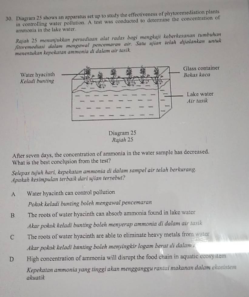 Diagram 25 shows an apparatus set up to study the effectiveness of phytoremediation plants
in controlling water pollution. A test was conducted to determine the concentration of
ammonia in the lake water.
Rajah 25 menunjukkan persediaan alat radas bagi mengkaji keberkesanan tumbuhan
fitoremedíasi dalam mengawal pencemaran air. Satu ujian telah dijalankan untuk
menentukan kepekatan ammonia di dalam air tasik.
After seven days, the concentration of ammonia in the water sample has decreased.
What is the best conclysion from the test?
Selepas tujuh hari, kepekatan ammonia di dalam sampel air telah berkurang.
Apakah kesimpulan terbaik dari ujian tersebut?
A Water hyacinth can control pollution
Pokok keladi bunting boleh mengawal pencemaran
B The roots of water hyacinth can absorb ammonia found in lake water
Akar pokok keladi bunting boleh menyerap ammonia di dalam air tasik
C The roots of water hyacinth are able to eliminate heavy metals from water
Akar pokok keladi bunting boleh menyingkir logam bera
D High concentration of ammonia will disrupt the food chain in aquatic ecosy stem
Kepekatan ammonia yang tinggi akan mengganggu rantai makanan dalam ekosistem
akuatik