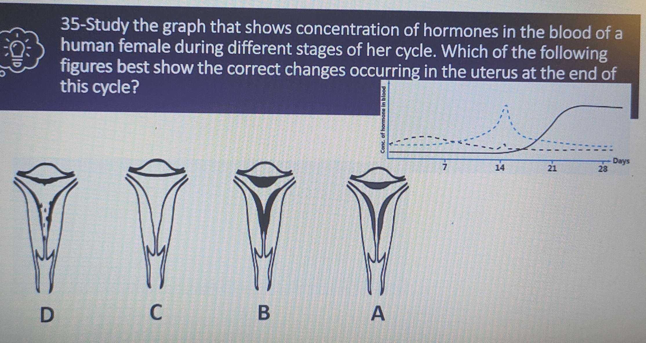 Risolto:35-Study the graph that shows concentration of hormones in the ...