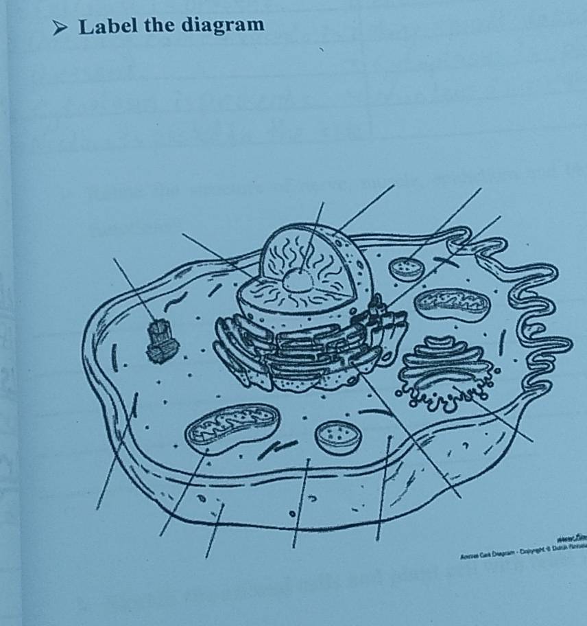 Label the diagram 
_