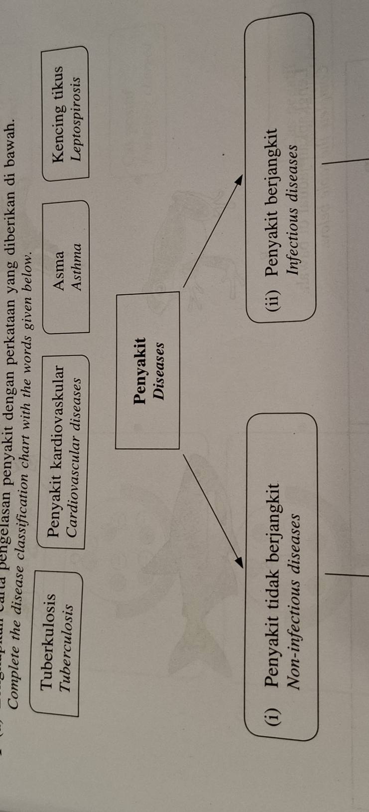 arta pengelasan penyakit dengan perkataan yang diberikan di bawah.
Complete the disease classification chart with the words given below.
Tuberkulosis Penyakit kardiovaskular Kencing tikus
Asma
Tuberculosis Cardiovascular diseases Asthma
Leptospirosis
Penyakit
Diseases
(i) Penyakit tidak berjangkit (ii) Penyakit berjangkit
Non-infectious diseases Infectious diseases