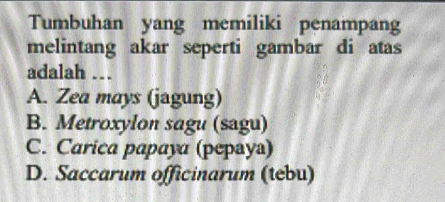 Tumbuhan yang memiliki penampang
melintang akar seperti gambar di atas
adalah …
A. Zea mays (jagung)
B. Metroxylon sagu (sagu)
C. Carica papaya (pepaya)
D. Saccarum officinarum (tebu)