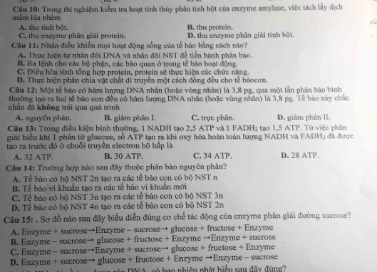 Cậu 10: Trong thí nghiệm kiểm tra hoạt tính thủy phân tinh bột của enzyme amylase, việc tách lấy dịch
mầm lũa nhằm
A. thu tỉnh bột B. thu protein.
C. thu enzyme phân giải protein. D. thu enzyme phân giải tinh bột.
Cầâu 11: Nhân điều khiển mọi hoạt động sống của tế bào bằng cách nào?
A. Thực hiện tự nhân đôi DNA và nhân đôi NST để tiến hành phân bào.
B. Ra lệnh cho các bộ phận, các bào quan ở trong tế bào hoạt động.
C. Điều hòa sinh tổng hợp protein, protein sẽ thực hiện các chức năng.
D. Thực hiện phân chia vật chất di truyền một cách đồng đều cho tế bảocon.
Câu 12: Một tế bảo có hàm lượng DNA nhân (hoặc vùng nhân) là 3,8 pg, qua một lần phân bào bình
thường tạo ra hai tế bão con đều có hàm lượng DNA nhân (hoặc vùng nhân) là 3,8 pg. Tế bão này chắc
chắn đã không trải qua quá trình
A. nguyên phân. B. giảm phân I. C. trực phân. D. giảm phân II.
Cầu 13: Trong điều kiện bình thường, 1 NADH tạo 2,5 ATP và 1 FADH 1 :  tạo 15 ATP. Từ việc phân
giải hiểu khí 1 phân tử glucose, số ATP tạo ra khi oxy hóa hoàn toàn lượng NADH và F ADH_2 đã được
tạo ra trước đó ở chuỗi truyền electron hô hấp là
A. 32 ATP. B. 30 ATP. C. 34 ATP. D. 28 ATP,
Câu 14: Trường hợp nào sau đây thuộc phân bào nguyên phân?
A. Tế bảo có bộ NST 2n tạo ra các tế bảo con có bộ NST n
B. Tế bào vi khuẩn tạo ra các tế bảo vi khuẩn mới
C. Tế bào có bộ NST 3n tạo ra các tế bào con có bộ NST 3n
D. Tế bào có bộ NST 4n tạo ra các tế bảo con có bộ NST 2n
Câu 15: . Sơ đồ nào sau đây biểu diễn đúng cơ chế tác động của enzyme phân giải đường sucrose?
A. Enzyme + sucrose→Enzyme - sucrose→ glucose + fructose + Enzyme
B. Enzyme - sucrose→ glucose + fructose + Enzyme →Enzyme + sucrose
C. Enzyme - sucrose→Enzyme + sucrose→ glucose + fructose + Enzyme
D. Enzyme + sucrose→ glucose + fructose + Enzyme →Enzyme- sucrose
nủ a DNA , só bạo nhiêu phát hiểu sau đây đũng?