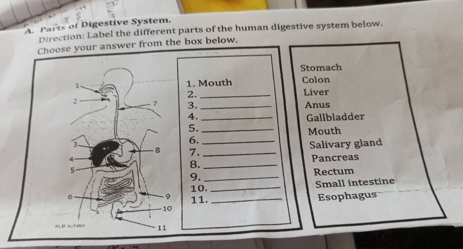 Solved: Parts of Digestive System. Direction: Label the different parts ...