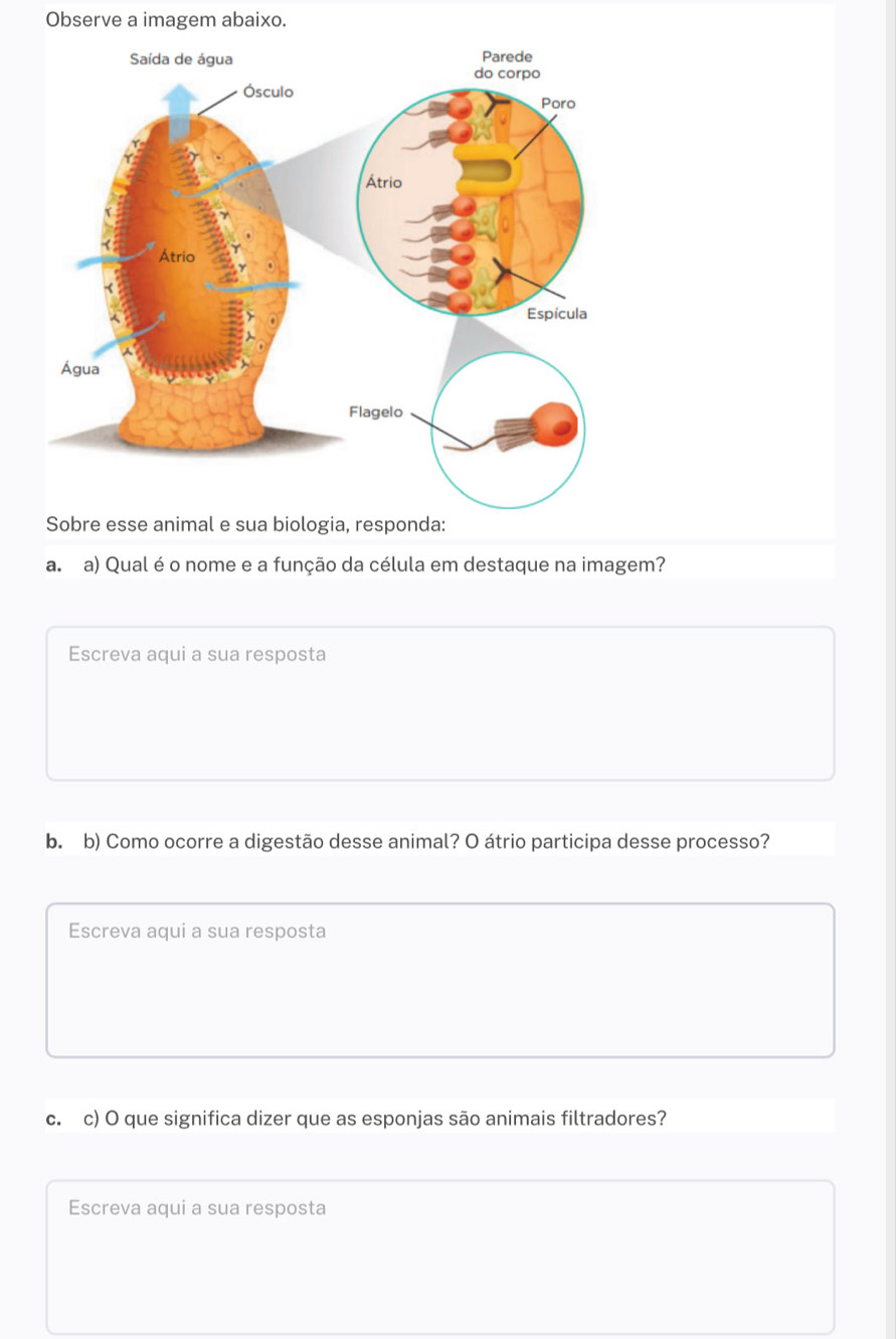 Observe a imagem abaixo. 
Sobre esse animal e sua biologia, responda: 
a. a) Qual é o nome e a função da célula em destaque na imagem? 
Escreva aqui a sua resposta 
b. b) Como ocorre a digestão desse animal? O átrio participa desse processo? 
Escreva aqui a sua resposta 
c. c) O que significa dizer que as esponjas são animais filtradores? 
Escreva aqui a sua resposta