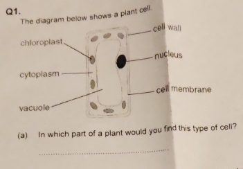 am below shows a plant cell. 
(a) In which part of a plant would you find this type of cell? 
_