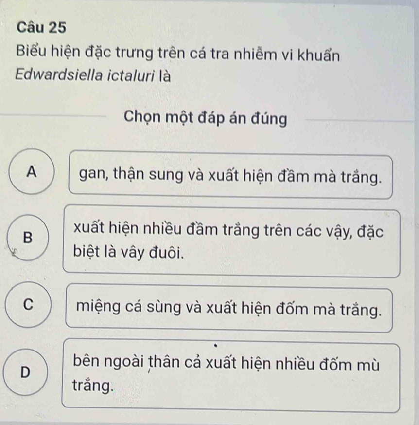 Biểu hiện đặc trưng trên cá tra nhiễm vi khuẩn
Edwardsiella ictaluri là
Chọn một đáp án đúng
A gan, thận sung và xuất hiện đầm mà trắng.
B
xuất hiện nhiều đầm trắng trên các vậy, đặc
biệt là vây đuôi.
C miệng cá sùng và xuất hiện đốm mà trắng.
D
bên ngoài thân cả xuất hiện nhiều đốm mù
trắng.