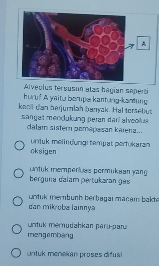 A
Alveolus tersusun atas bagian seperti
huruf A yaitu berupa kantung-kantung
kecil dan berjumlah banyak. Hal tersebut
sangat mendukung peran dari alveolus
dalam sistem pernapasan karena...
untuk melindungi tempat pertukaran
oksigen
untuk memperluas permukaan yang
berguna dalam pertukaran gas
untuk membunh berbagai macam bakte
dan mikroba lainnya
untuk memudahkan paru-paru
mengembang
untuk menekan proses difusi