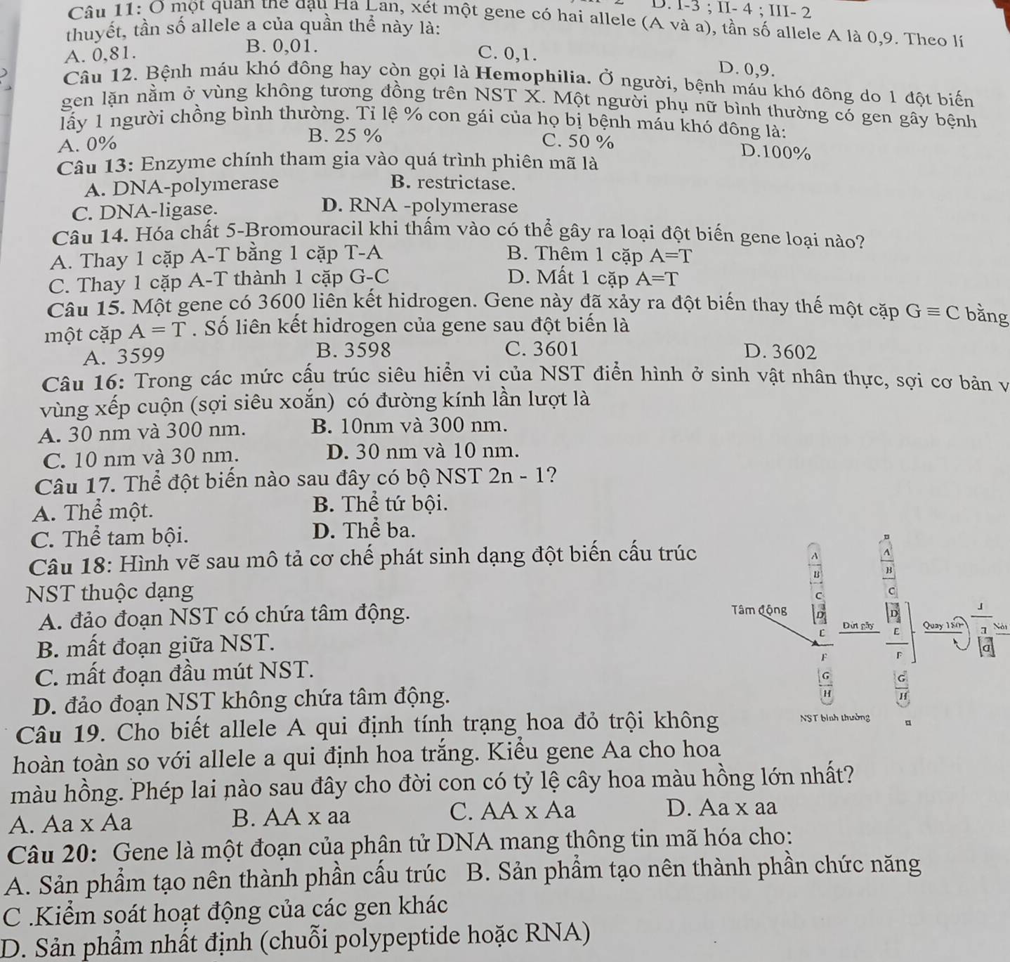 I-3 ; II- 4 ; III- 2
Câu 11: Ở một quan the đạu Ha Lan, xét một gene có hai allele (A và a), tần số allele A là 0,9. Theo lí
thuyết, tần số allele a của quần thể này là:
B. 0,01.
A. 0,81. C. 0,1.
D. 0,9.
Câu 12. Bệnh máu khó đông hay còn gọi là Hemophilia. Ở người, bệnh máu khó đông do 1 đột biến
gen lặn nằm ở vùng không tương đồng trên NST X. Một người phụ nữ bình thường có gen gây bệnh
lấy 1 người chồng bình thường. Tỉ lệ % con gái của họ bị bệnh máu khó đông là:
A. 0% C. 50 %
B. 25 % D.100%
Câu 13: Enzyme chính tham gia vào quá trình phiên mã là
A. DNA-polymerase
B. restrictase.
C. DNA-ligase.
D. RNA -polymerase
Câu 14. Hóa chất 5-Bromouracil khi thấm vào có thể gây ra loại đột biến gene loại nào?
A. Thay 1 cặp A-T bằng 1 cặp T-A B. Thêm 1 cặp A=T
C. Thay 1 cặp A-T thành 1 cặp G-C D. Mất 1 cặp A=T
Câu 15. Một gene có 3600 liên kết hidrogen. Gene này đã xảy ra đột biến thay thế một cặp Gequiv C bằng
một cặp A=T. Số liên kết hidrogen của gene sau đột biến là
A. 3599 B. 3598 C. 3601 D. 3602
Câu 16: Trong các mức cấu trúc siêu hiển vi của NST điển hình ở sinh vật nhân thực, sợi cơ bản và
vùng xếp cuộn (sợi siêu xoắn) có đường kính lần lượt là
A. 30 nm và 300 nm. B. 10nm và 300 nm.
C. 10 nm và 30 nm. D. 30 nm và 10 nm.
Câu 17. Thể đột biến nào sau đây có bộ NST 2n-1 ?
A. Thể một. B. Thể tứ bội.
C. Thể tam bội. D. Thể ba.
Câu 18: Hình vẽ sau mô tả cơ chế phát sinh dạng đột biến cấu trúc
4
B frac c
NST thuộc dạng
Tâm động D
A. đảo đoạn NST có chứa tâm động. Đứt gây Quay 180 7 Nói
r
B. mất đoạn giữa NST. a
F wedge
C. mất đoạn đầu mút NST.
D. đảo đoạn NST không chứa tâm động.
H  G/If 
Câu 19. Cho biết allele A qui định tính trạng hoa đỏ trội không NST bình thường 。
hoàn toàn so với allele a qui định hoa trắng. Kiểu gene Aa cho hoa
màu hồng. Phép lai nào sau đây cho đời con có tỷ lệ cây hoa màu hồng lớn nhất?
A. Aa x Aa B. AA x aa C. AA* A a
D. Aa x aa
Câu 20: Gene là một đoạn của phân tử DNA mang thông tin mã hóa cho:
A. Sản phẩm tạo nên thành phần cầu trúc B. Sản phẩm tạo nên thành phần chức năng
C .Kiểm soát hoạt động của các gen khác
D. Sản phẩm nhất định (chuỗi polypeptide hoặc RNA)