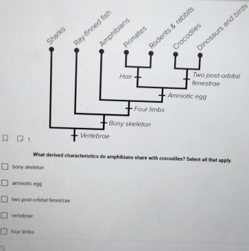 nosaurs and bir
1.
What derived characteristics do amphibians share with crocodiles? Select all that apply.
bony skeleton
amniotic egg
two post-orbital fenestrae
vertebrae
four limbs